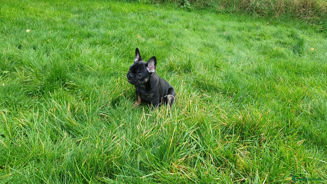 French Bulldog dogs for sale: 1 Black Male French Bulldog - Advert 1