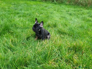 French Bulldog dogs 1 Black Male French Bulldog - Advert 1