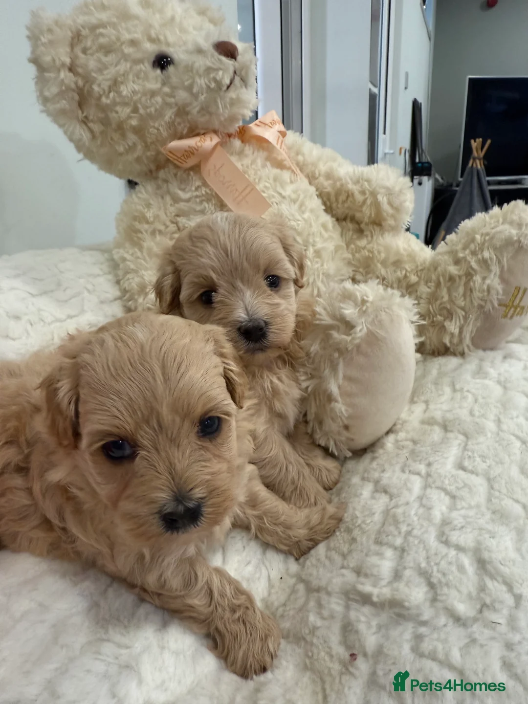Maltipoo dogs for sale: We are expecting tiny paws. New waitlist open.  - Advert 7