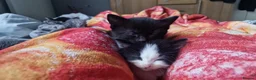 Mixed Breed cats for sale: 5 beautiful kittens  - Advert 16