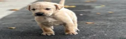 Labrador Retriever dogs for sale: KC REGISTERED LABRADOR PUPPIES - Advert 11