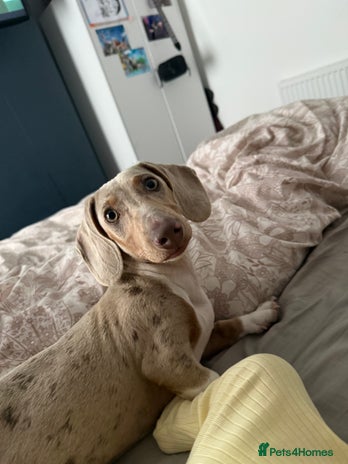 Miniature Dachshund dogs - Advert 1