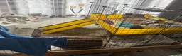 Guinea Pig rodents for sale: 2x female Guinea pigs, cage, food , accessories  in Luton - Advert 2