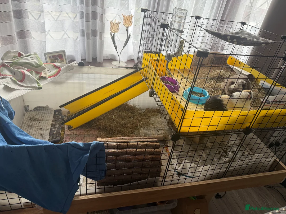 Guinea Pig rodents for sale: 2x female Guinea pigs, cage, food , accessories  in Luton - Advert 2
