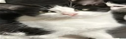 Mixed Breed cats for sale: Kittens in Retford - Advert 4