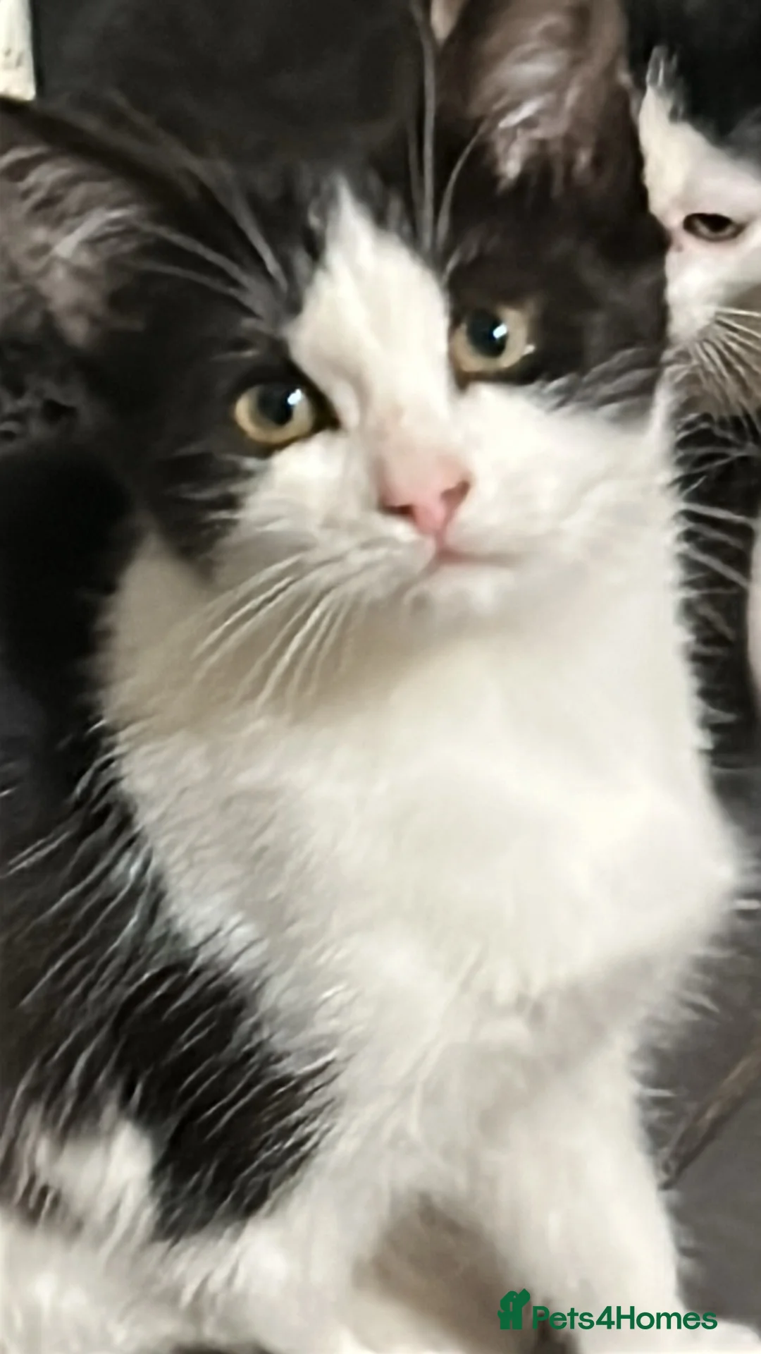 Mixed Breed cats for sale: Kittens in Retford - Advert 4