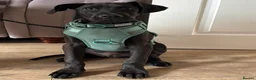 Mixed Breed dogs for sale: Benji  in Bolton - Advert 6