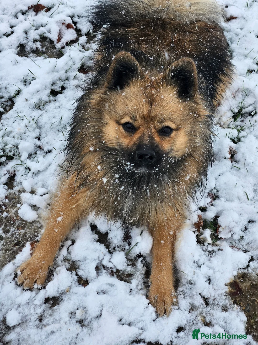 Mixed Breed dogs for sale: Fluffy staffies in Eastleigh - Advert 7