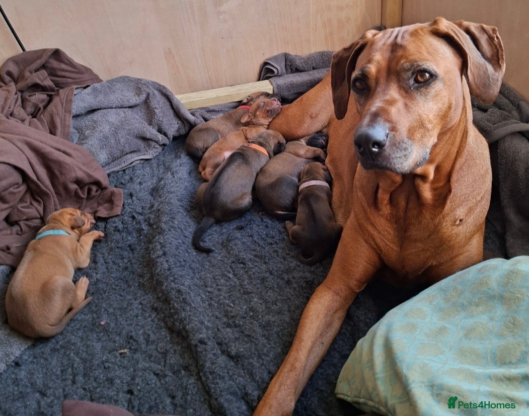 Rhodesian Ridgeback dogs Rhodesian Ridgeback Puppies KC Health Elb Hip JME - Advert 2