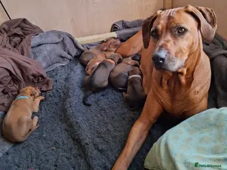 Rhodesian Ridgeback dogs Rhodesian Ridgeback Puppies KC Health Elb Hip JME - Advert 1