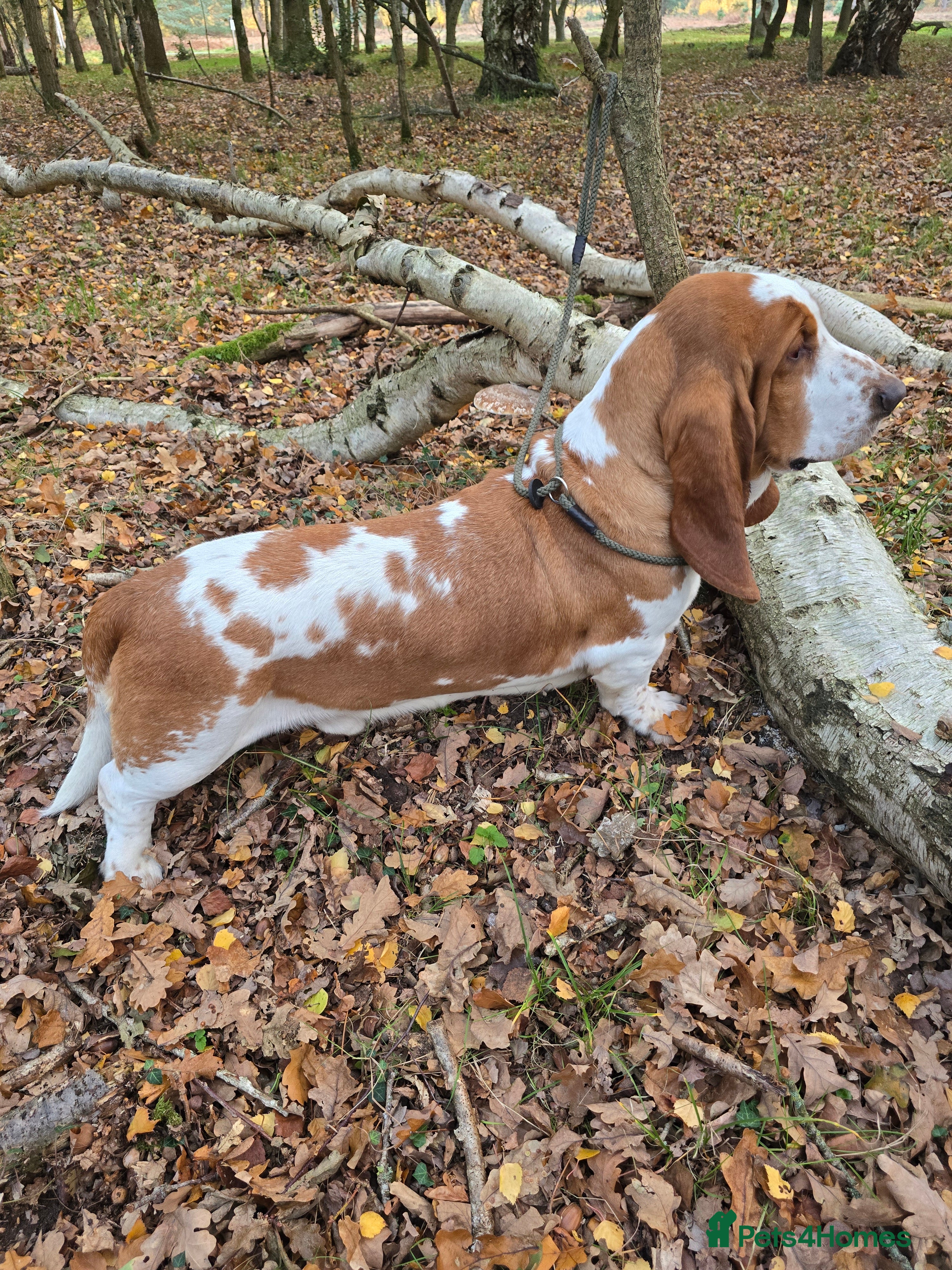 Basset Hound dogs Red & White KC Reg Basset Hound For Stud - Advert 1