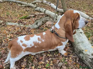 Basset Hound dogs Red & White KC Reg Basset Hound For Stud - Advert 1