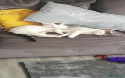 Domestic Shorthair cats for sale: 3 beautiful kittens left  - Image 5
