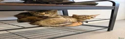Bengal cats for sale: Beautiful Bengal x kittens  - Advert 5