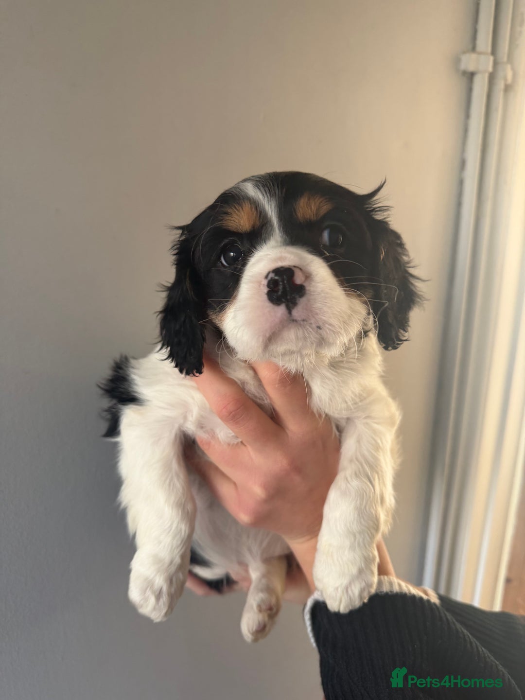 Cavalier King Charles Spaniel dogs for sale: 🐶King Charles Cavalier Puppies✨ STUNNING✨❤️🐶  - Advert 13