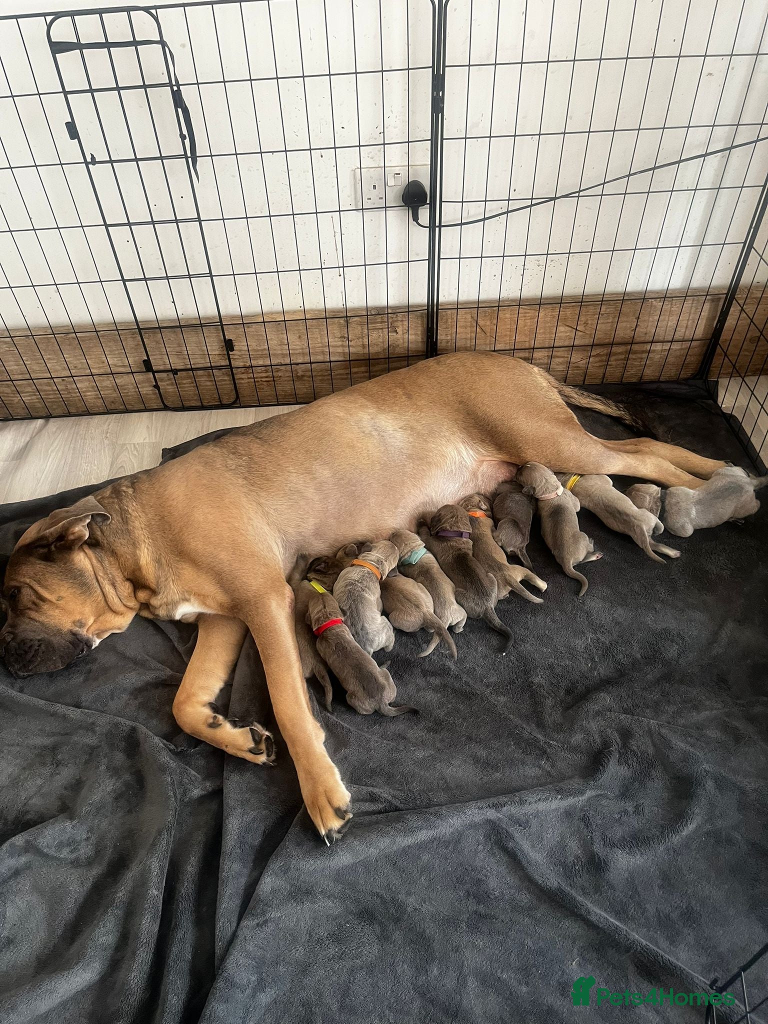 Cane Corso dogs for sale: Cane corso puppies  in Witham - Advert 1