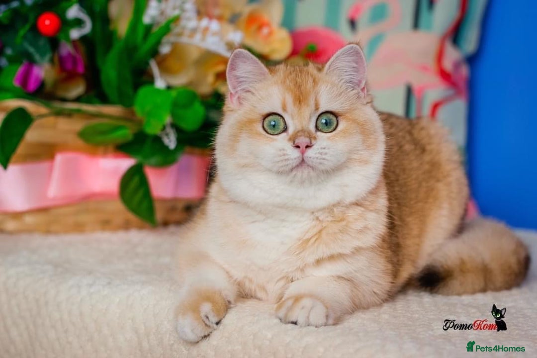 British Shorthair cats for sale: GCCF reg BSH Chocolate and Black Golden Kittens - Advert 7
