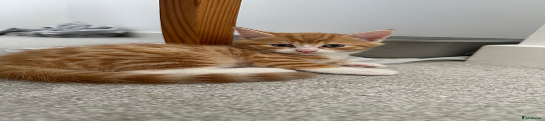 Mixed Breed Kitten 2