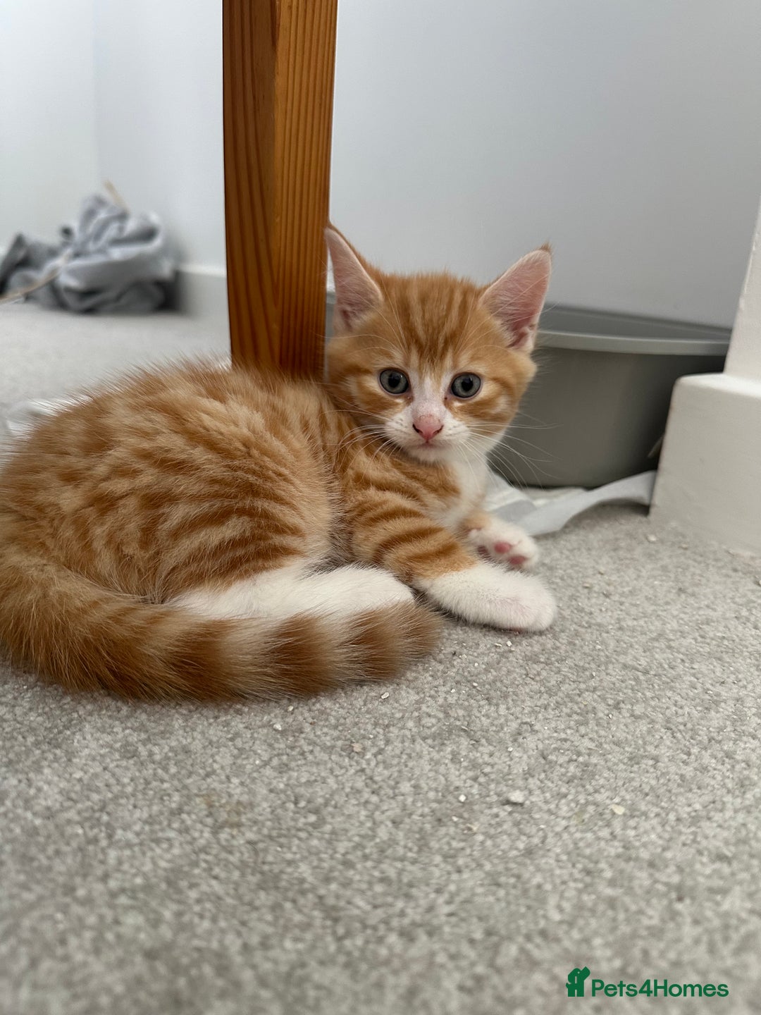 Mixed Breed cats for sale: 1 kitten is reserved only 1 left !!!! £200 - Image 4