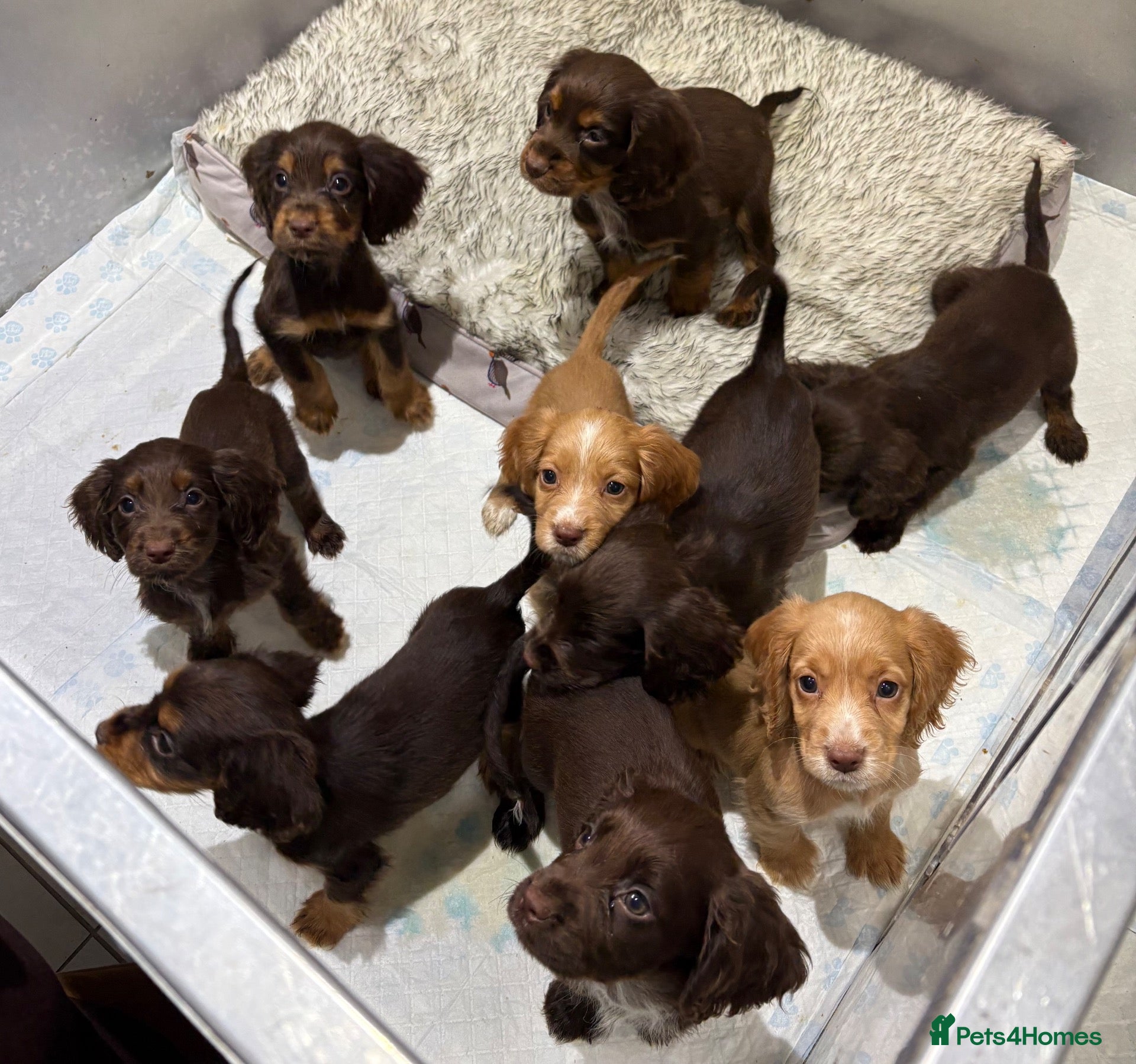 Cocker Spaniel dogs for sale: Beautiful kc working cocker spaniels  - Advert 2