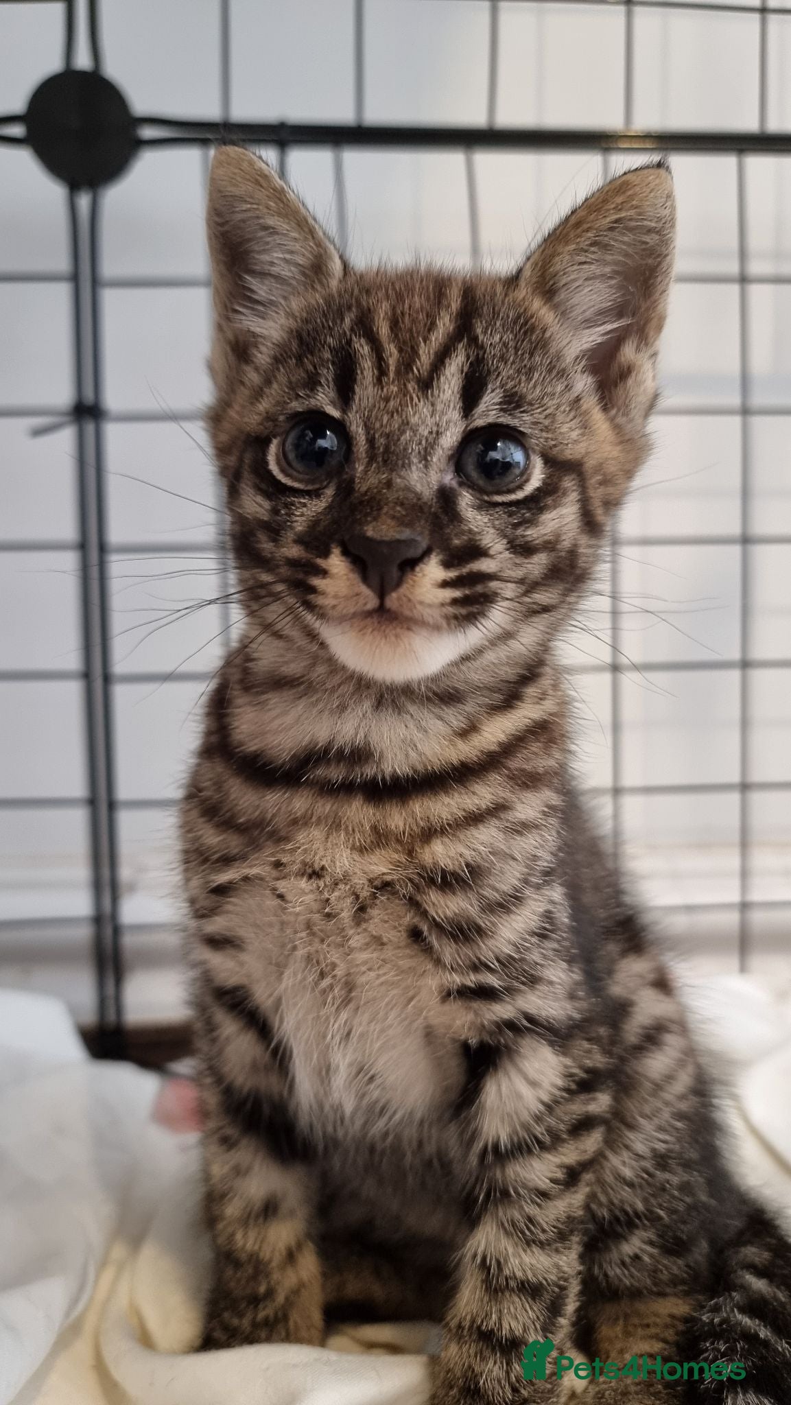 Savannah cats Huge F2 Savannah Male Kitten! - Advert 6