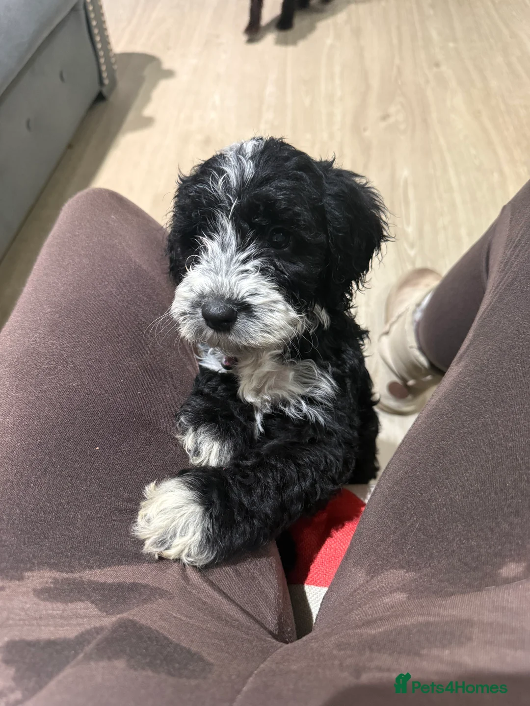 Cockapoo dogs for sale: Miniature f1 Cockapoos puppies - Advert 25