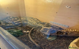 Gouramis fish for sale: 3 ball pythons  in Sutton-in-Ashfield - Image 6