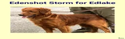 Golden Retriever dogs for sale: ⭐ Dark, DNA, KC Reg Golden Retrievers ⭐ - Advert 11