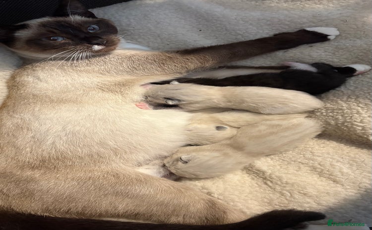 Ragdoll cats - Advert 1