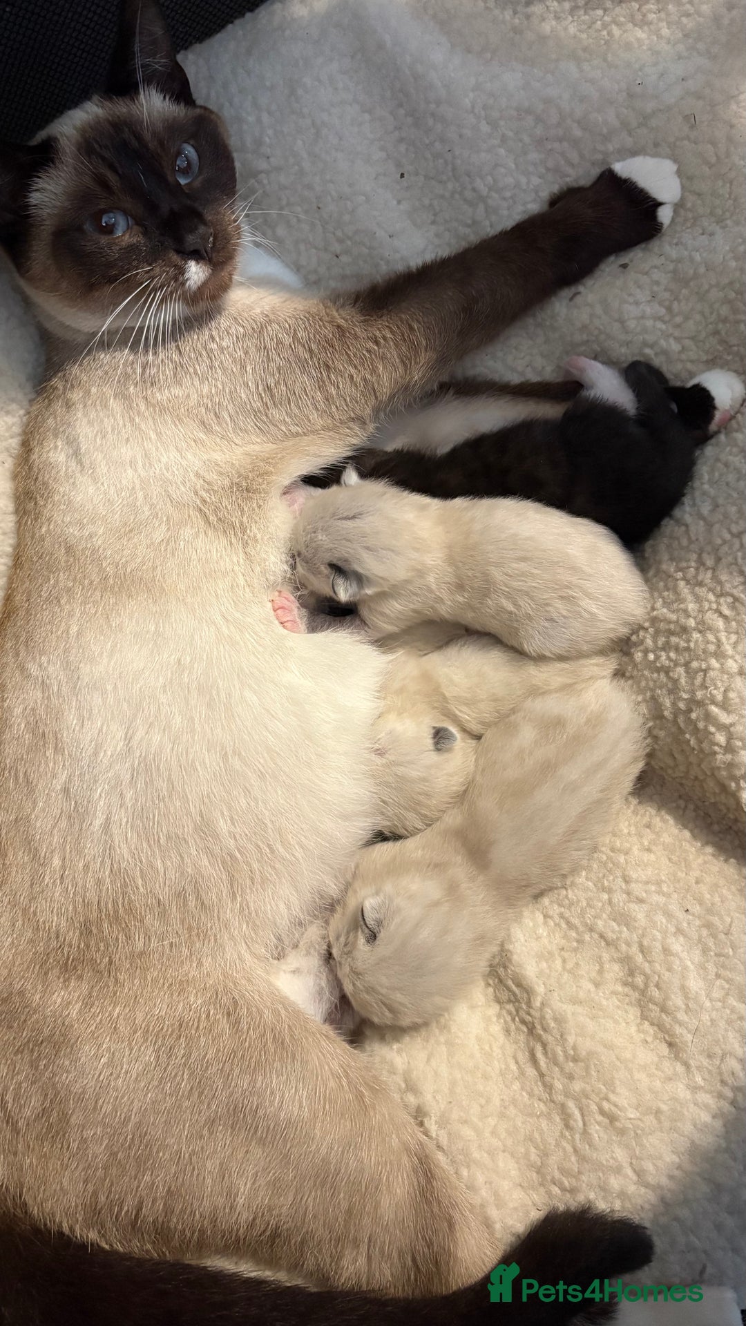 Ragdoll cats for sale: Ragdoll cross Siamese kittens  - Image 1