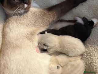 Ragdoll cats - Advert 6