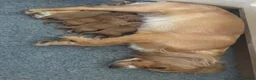 Cocker Spaniel dogs for sale: Stunning Working Cocker Spaniel Puppies - Advert 5