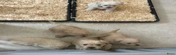 Westiepoo dogs for sale: Beautiful westiepoo puppies  - Advert 32