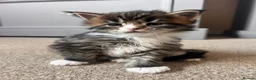 Maine Coon cats for sale: Maine coon kittens - Advert 3