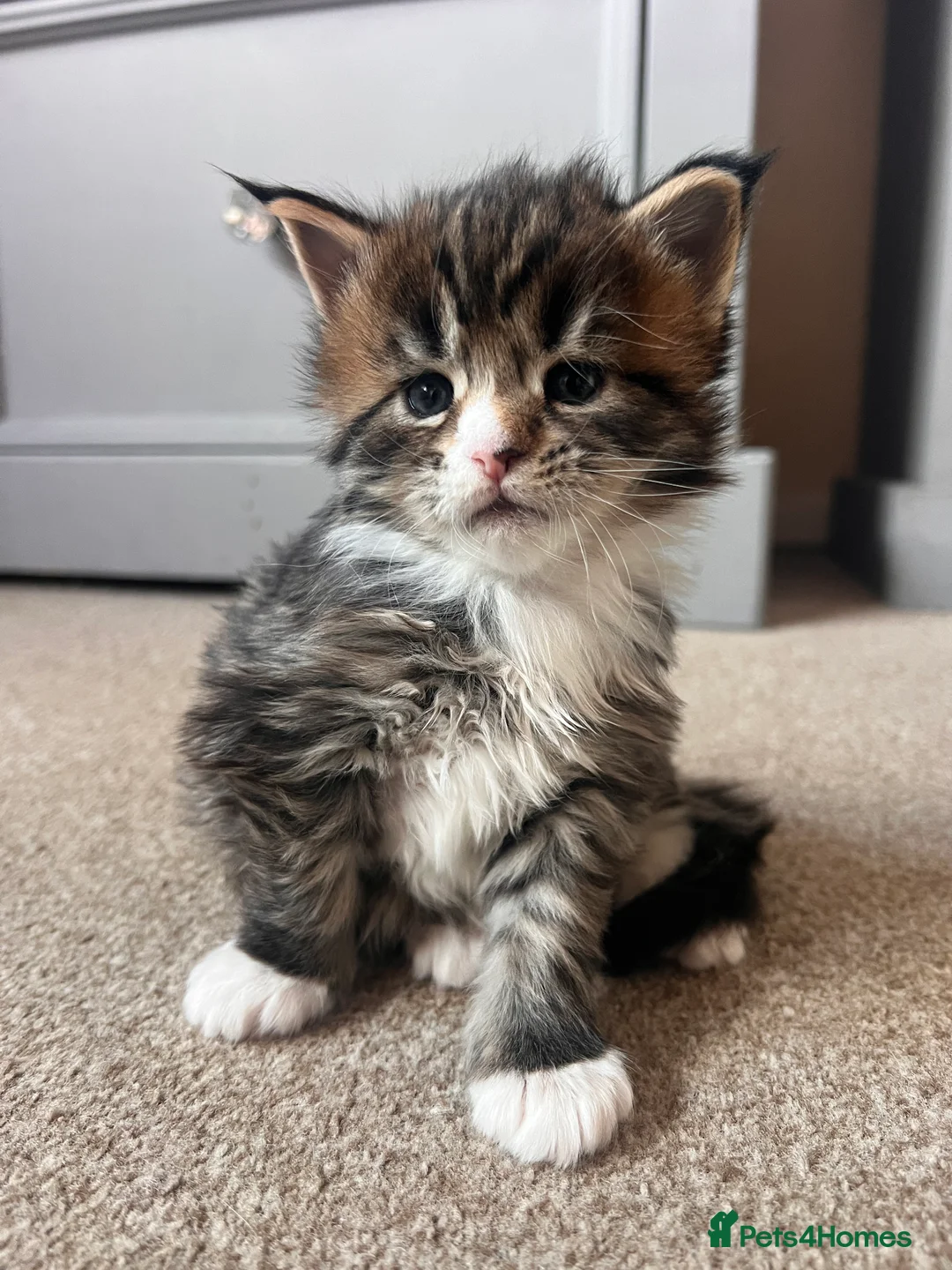 Maine Coon cats for sale: Maine coon kittens - Advert 3