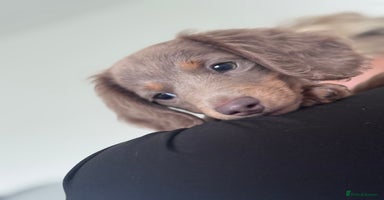 Miniature Dachshund dogs - Advert 2