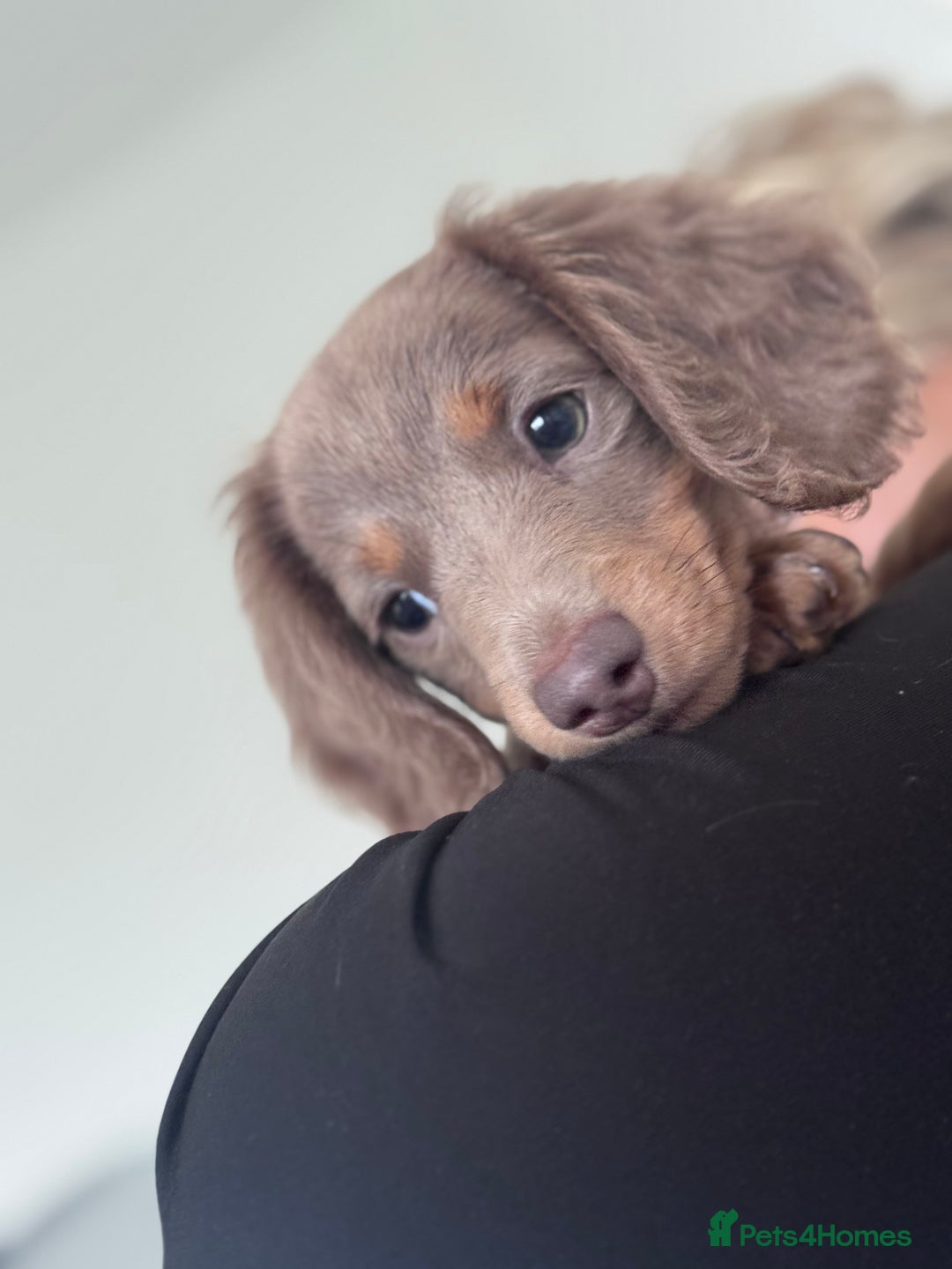 Miniature Dachshund dogs for sale: 1 Gorgeous Miniature long hair Daschund available - Advert 5