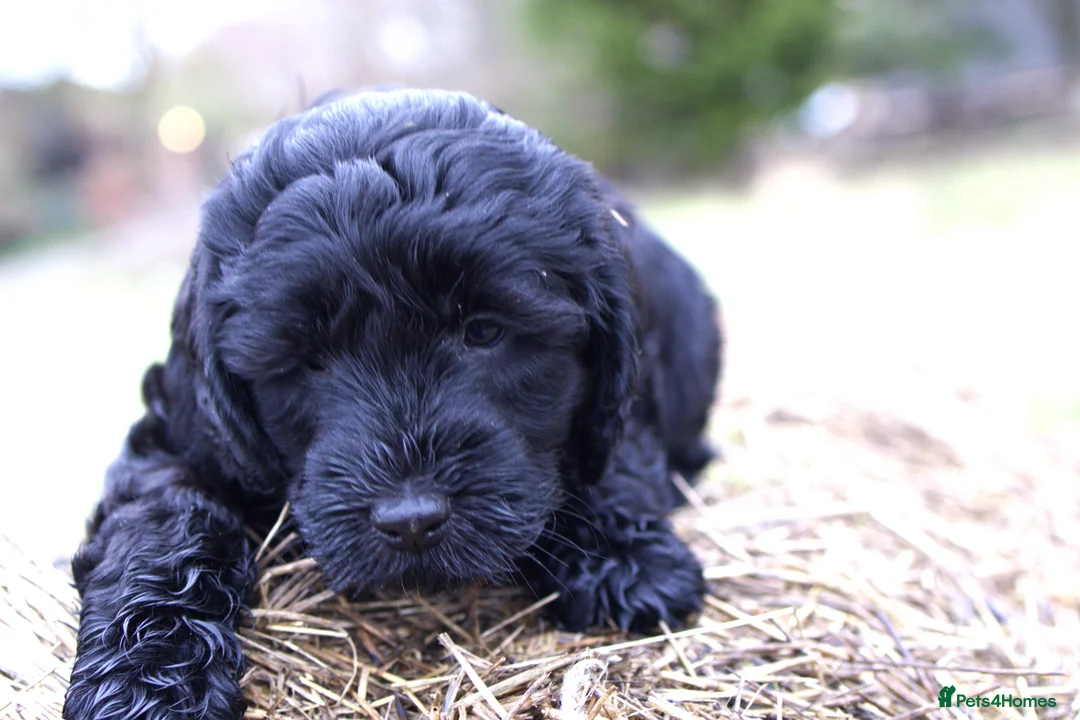 Double Doodle dogs for sale: 🌈Fully vaccinated and ready to meet the world 🌈 - Advert 20