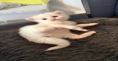 Ragdoll cats - Advert 2