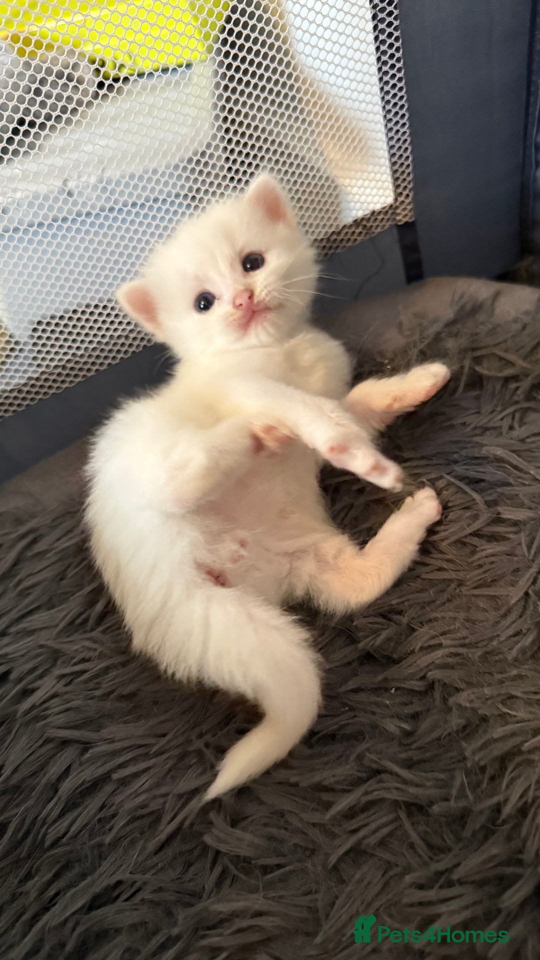 Ragdoll cats for sale: Rag doll and Maine coon cross - Image 2