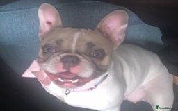 French Bulldog dogs for sale: French bulldog free (co owner wanted) - Advert 3