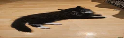 Mixed Breed cats for adoption: Rescue kitten luna needs a home of her own - Advert 2