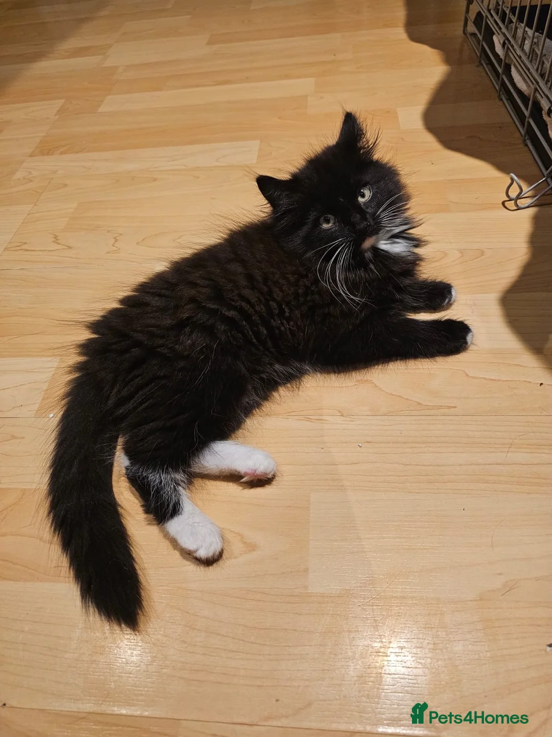 Mixed Breed cats for adoption: Rescue kitten luna needs a home of her own - Advert 2