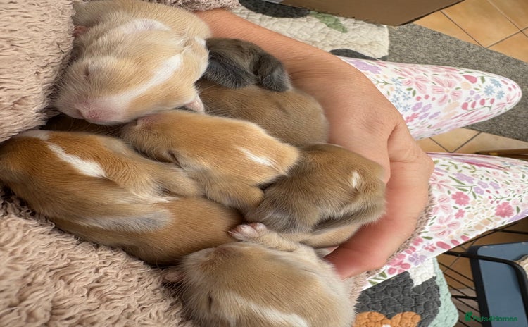 Mini Lop rabbits in Abergavenny - Advert 11