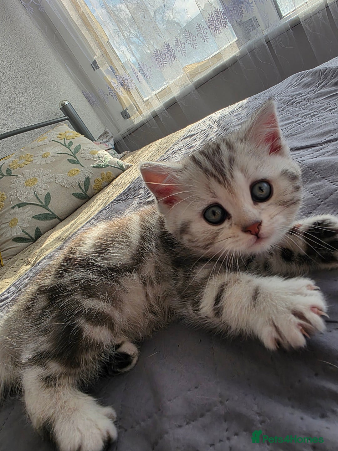 Scottish Fold cats for sale: Tabby Scottish Fold Kittens - Advert 9