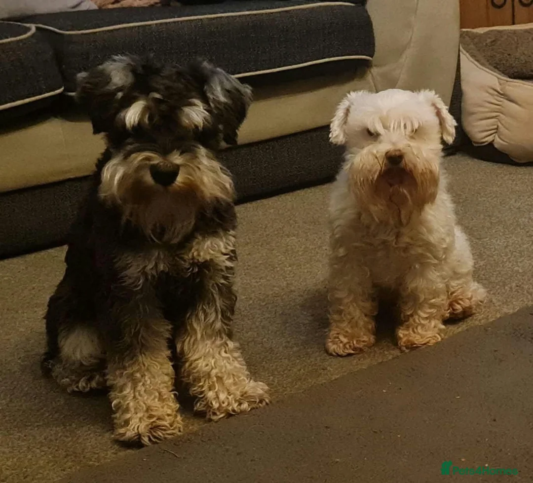 Miniature Schnauzer dogs for stud: Miniature Schnauzer for stud   - Advert 5
