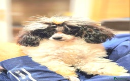 Toy Poodle dogs for sale: Gorgeous Tiny Toy Poodle Pups  - Image 26