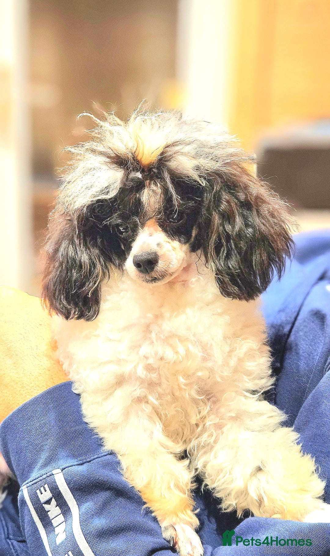 Toy Poodle dogs for sale: Gorgeous Tiny Toy Poodle Pups  - Image 26