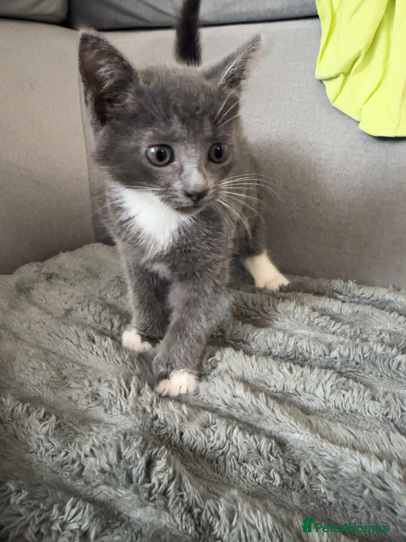 Russian Blue cats Kittens for sale - Advert 12