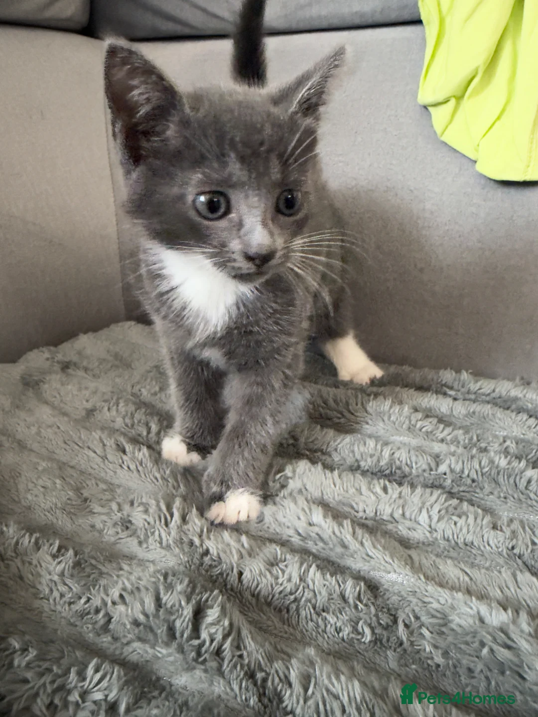 Russian Blue cats for sale: Kittens for sale in London - Advert 1